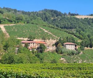 114 – Country house with vineyards for sale in Cessole
